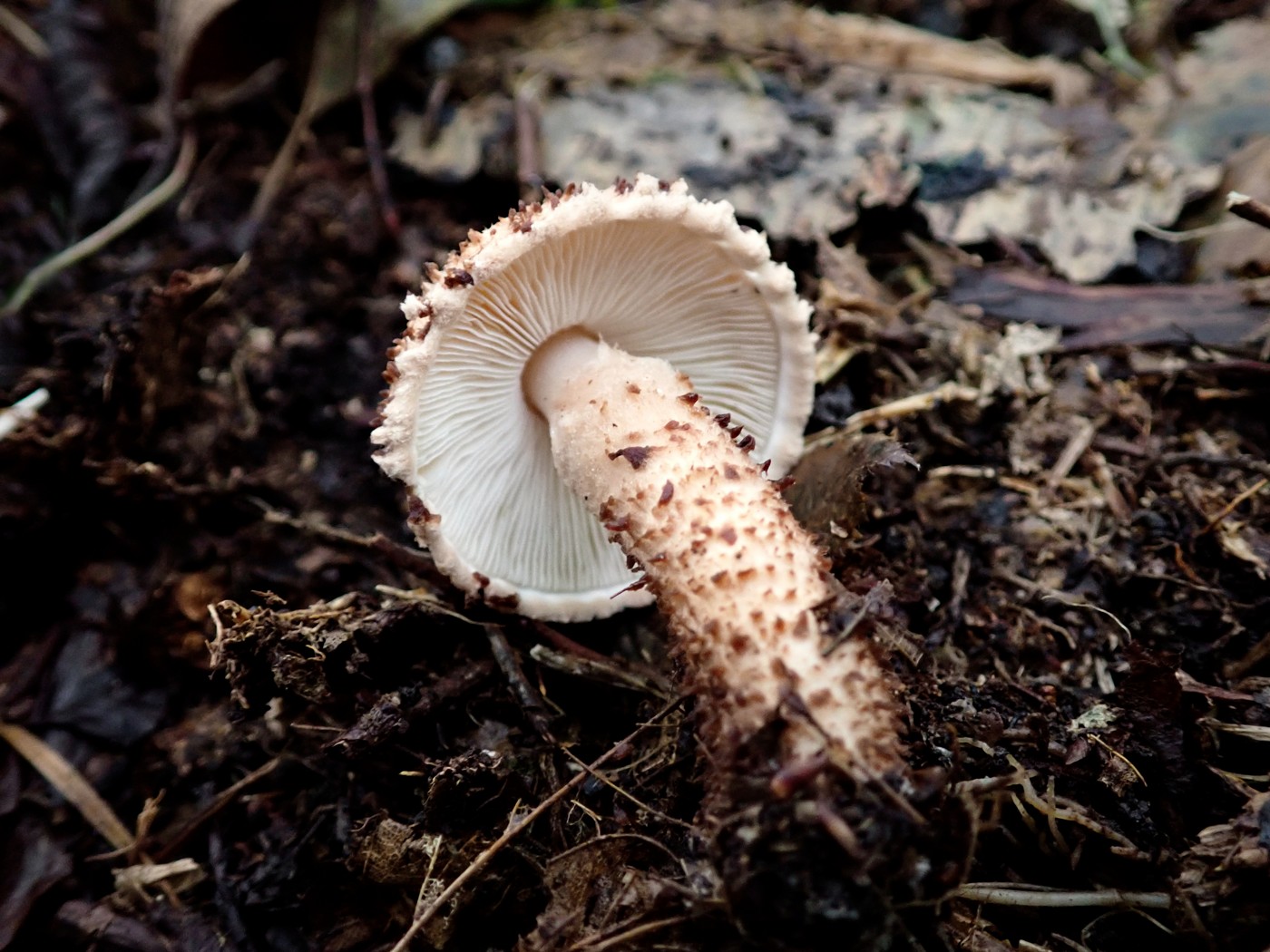 20250927 Myko Beroun (30)