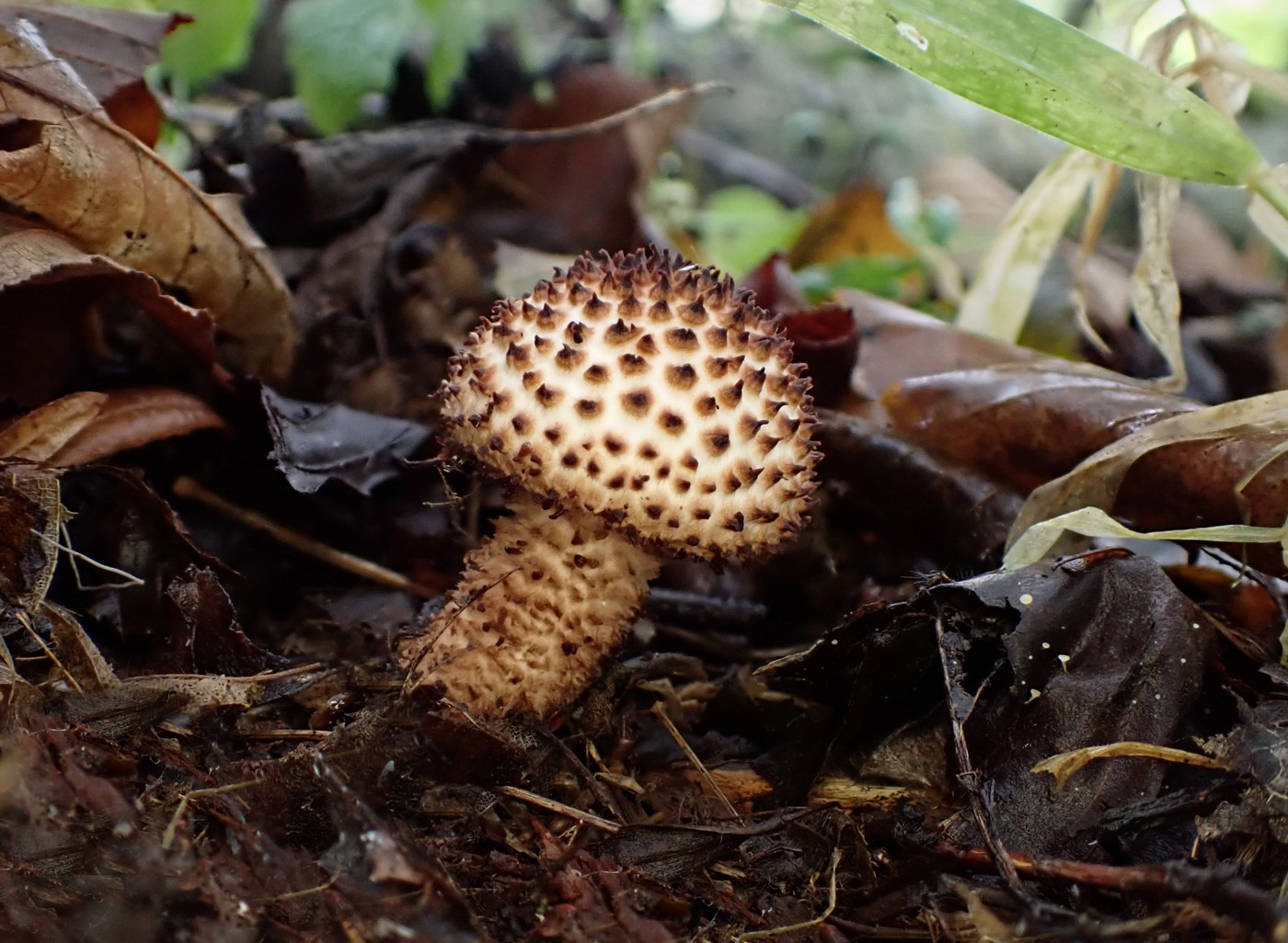 20250927 Myko Beroun (31)