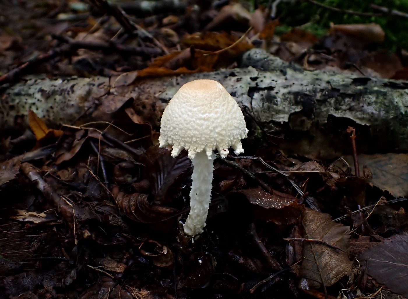 20250927 Myko Beroun (32)