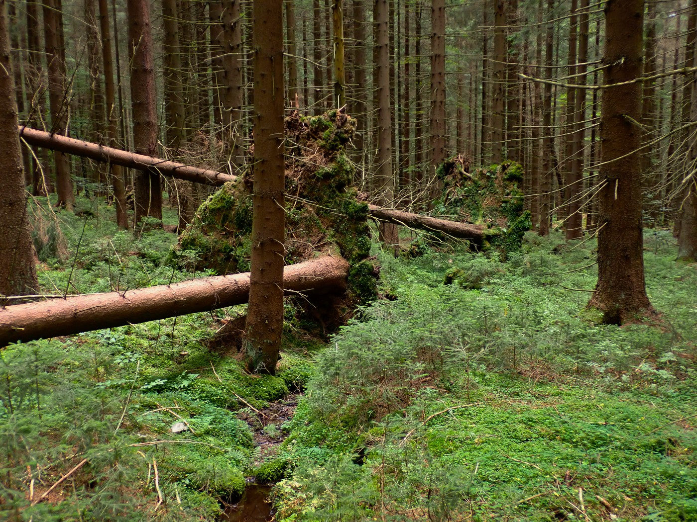 20250929 Myko Harr (8)