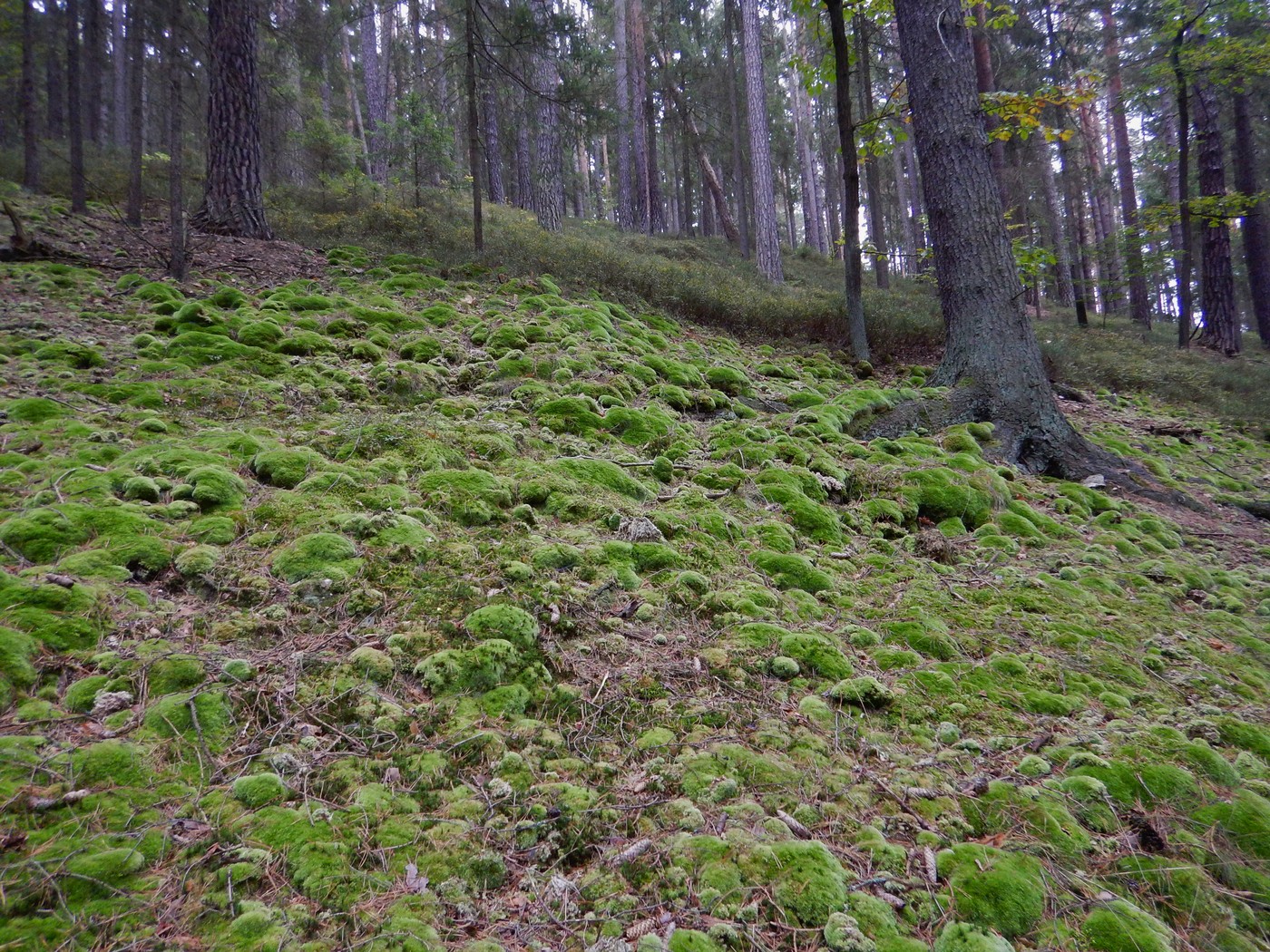 20251004 Vychazka Brdy(16)