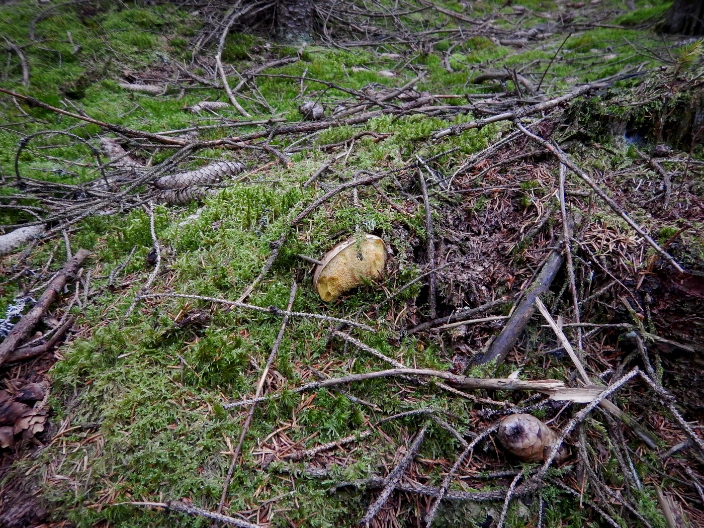 20251004 Vychazka Brdy(19)