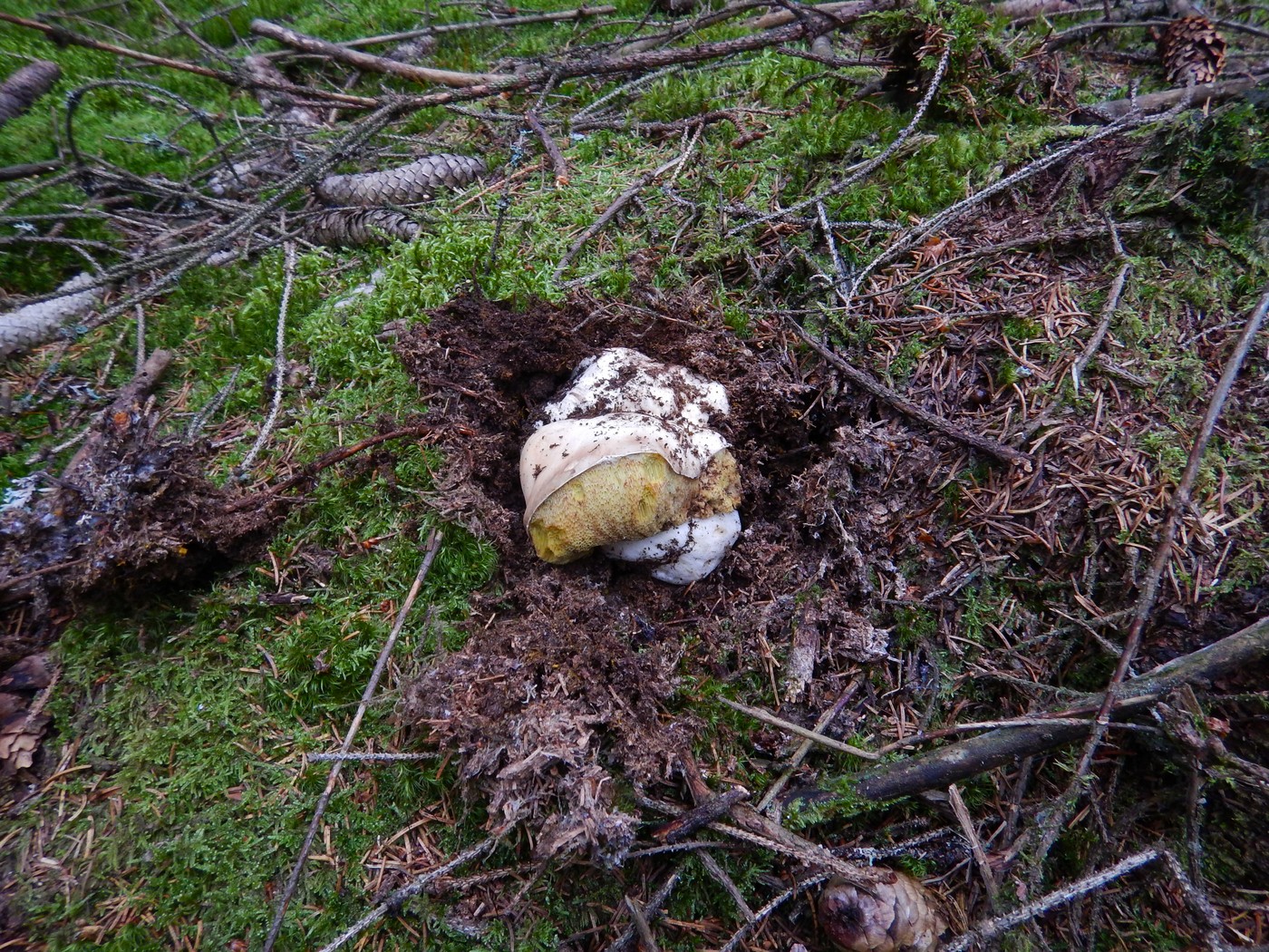 20251004 Vychazka Brdy(20)