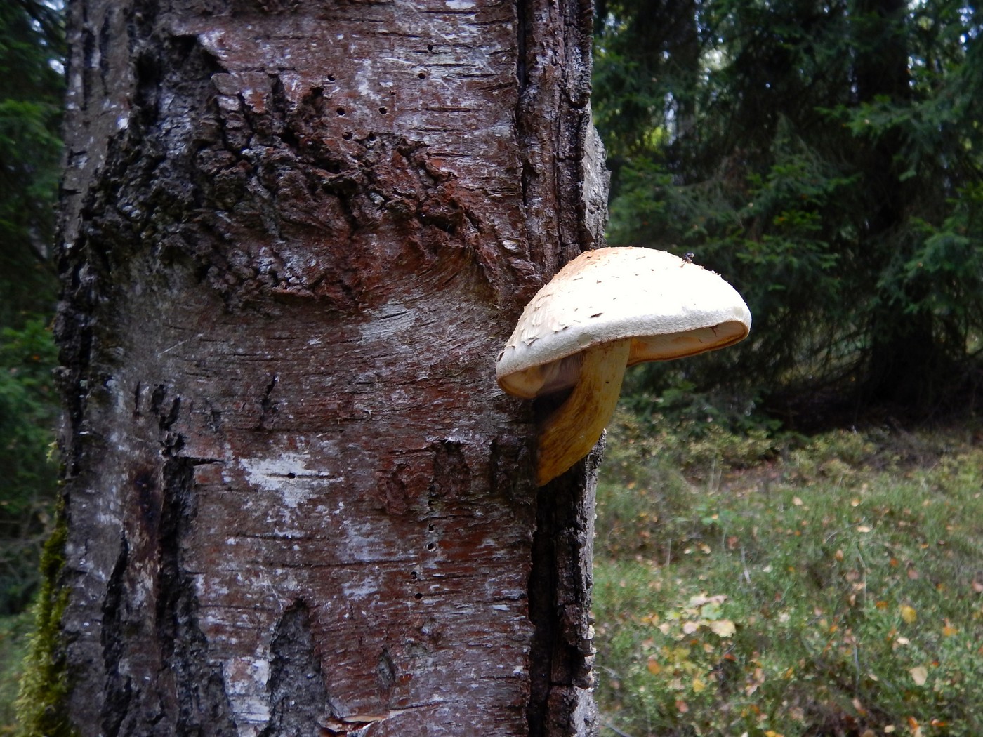 20251004 Vychazka Brdy(22)