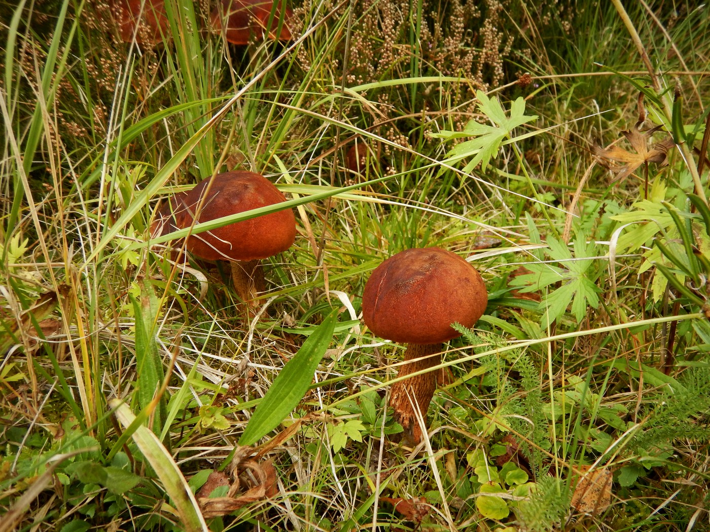 20251004 Vychazka Brdy(25)