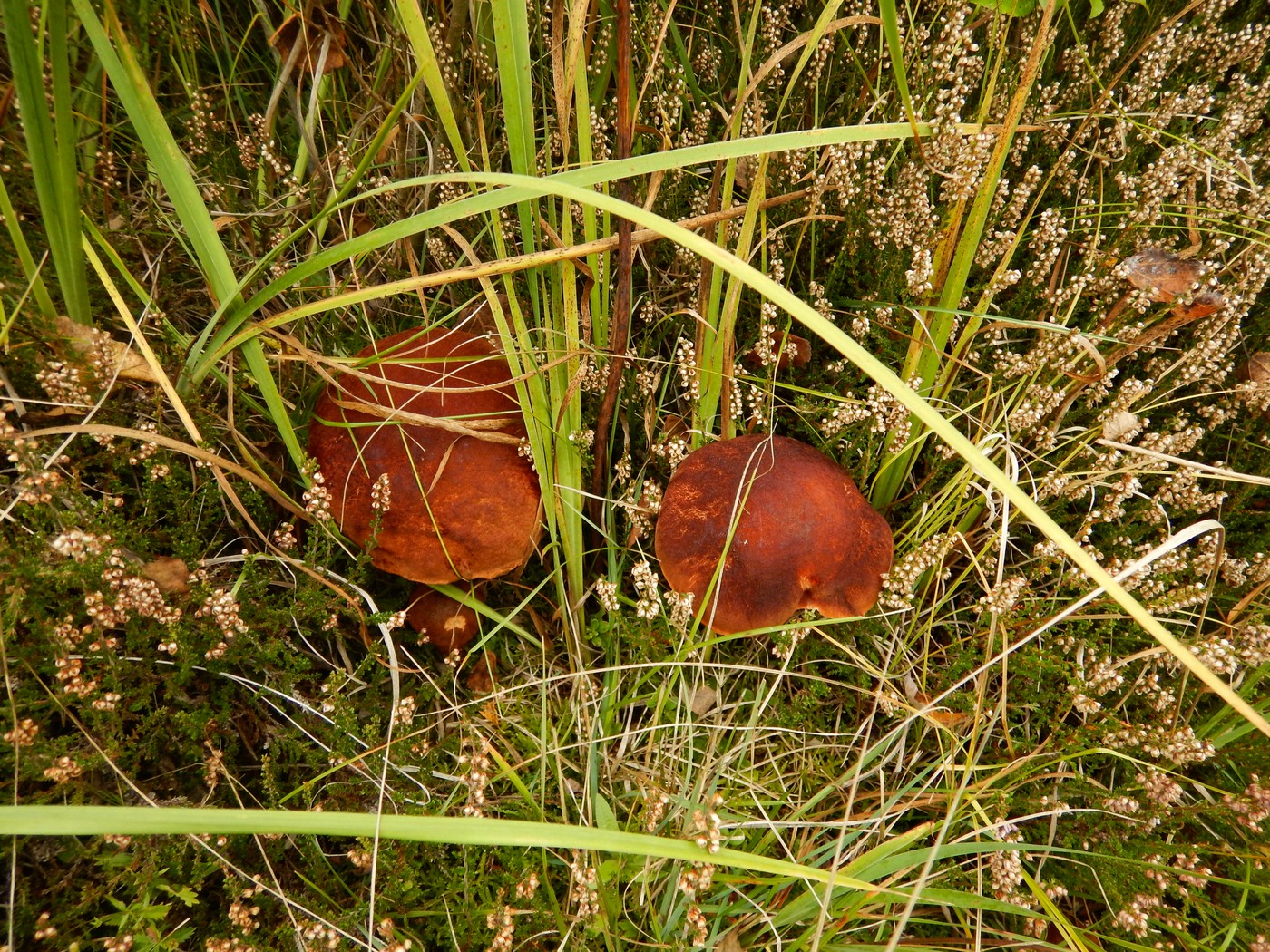 20251004 Vychazka Brdy(26)