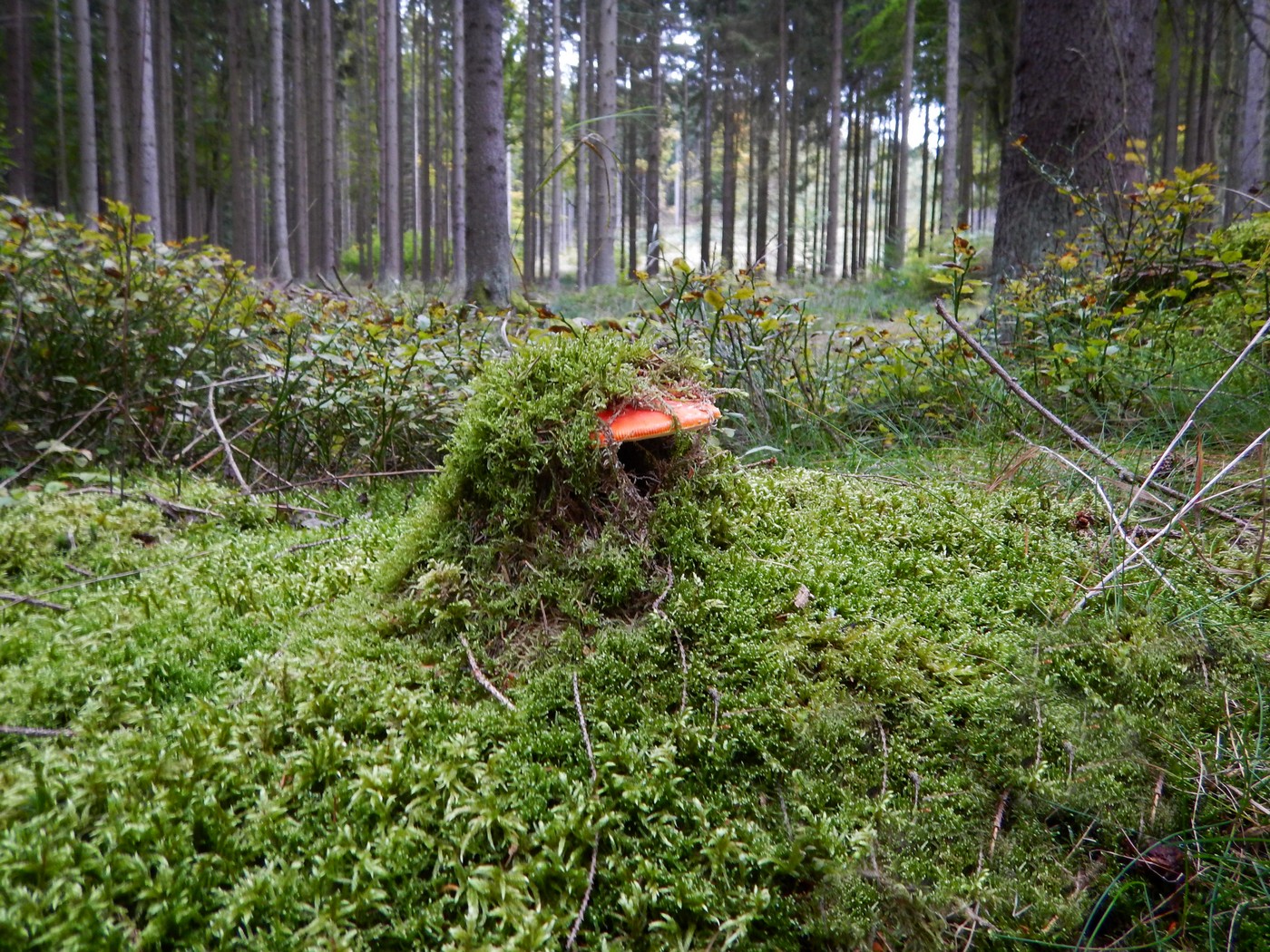 20251004 Vychazka Brdy(27)