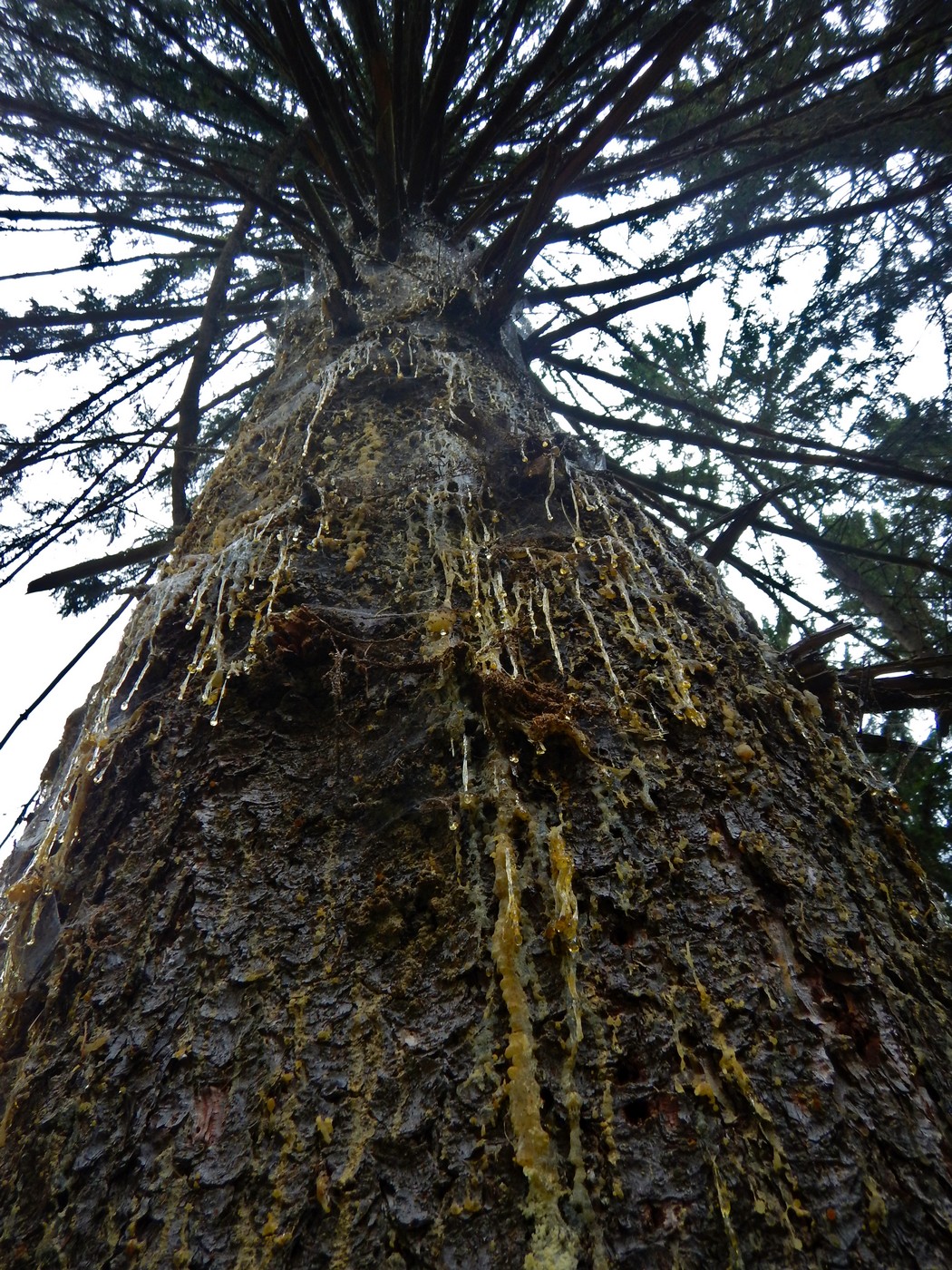 20251004 Vychazka Brdy(28)