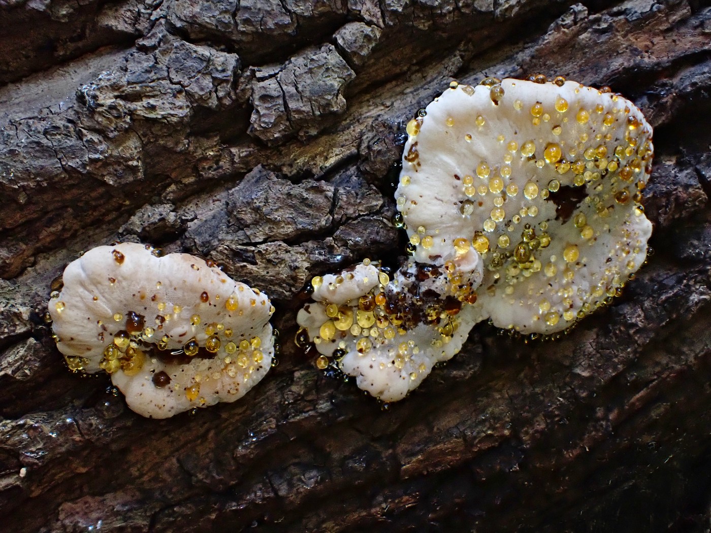 20251002 Myko Beroun (1)