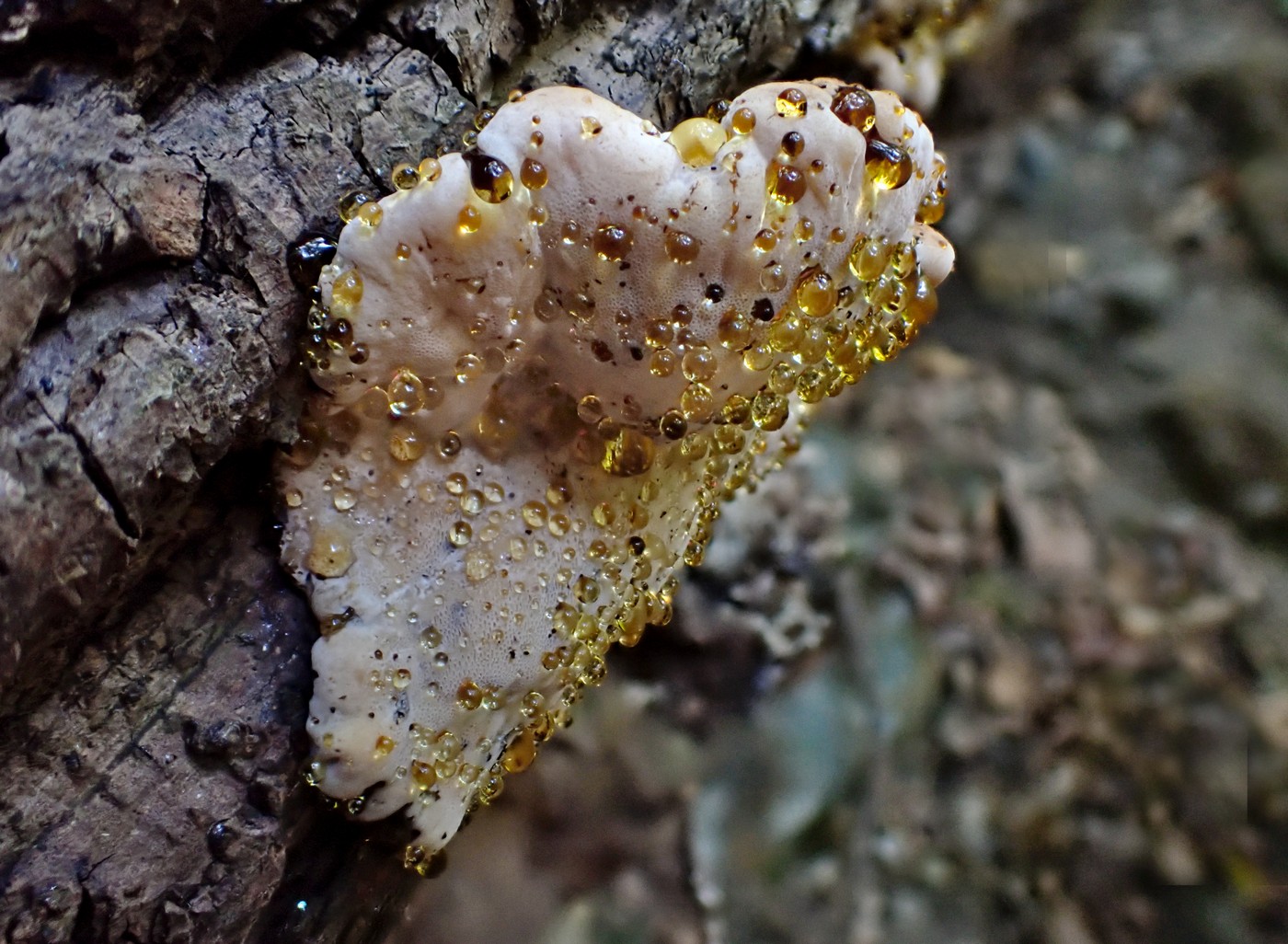 20251002 Myko Beroun (2)