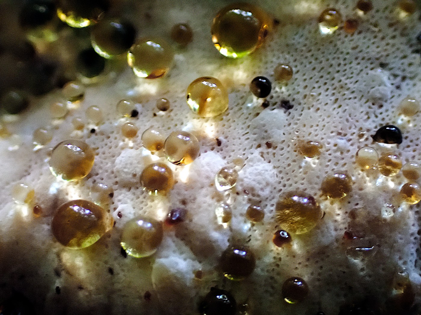 20251002 Myko Beroun (3)