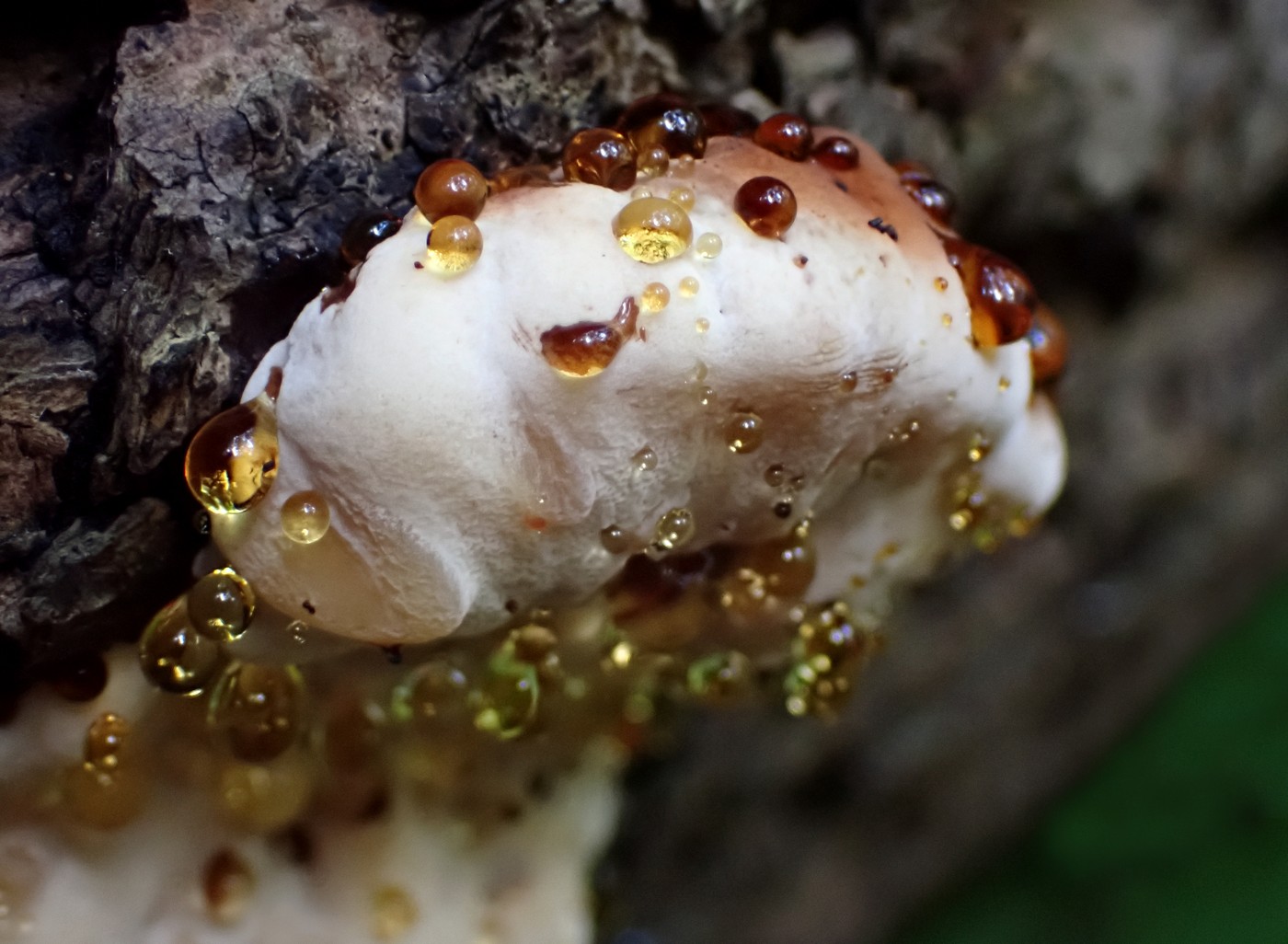 20251002 Myko Beroun (4)