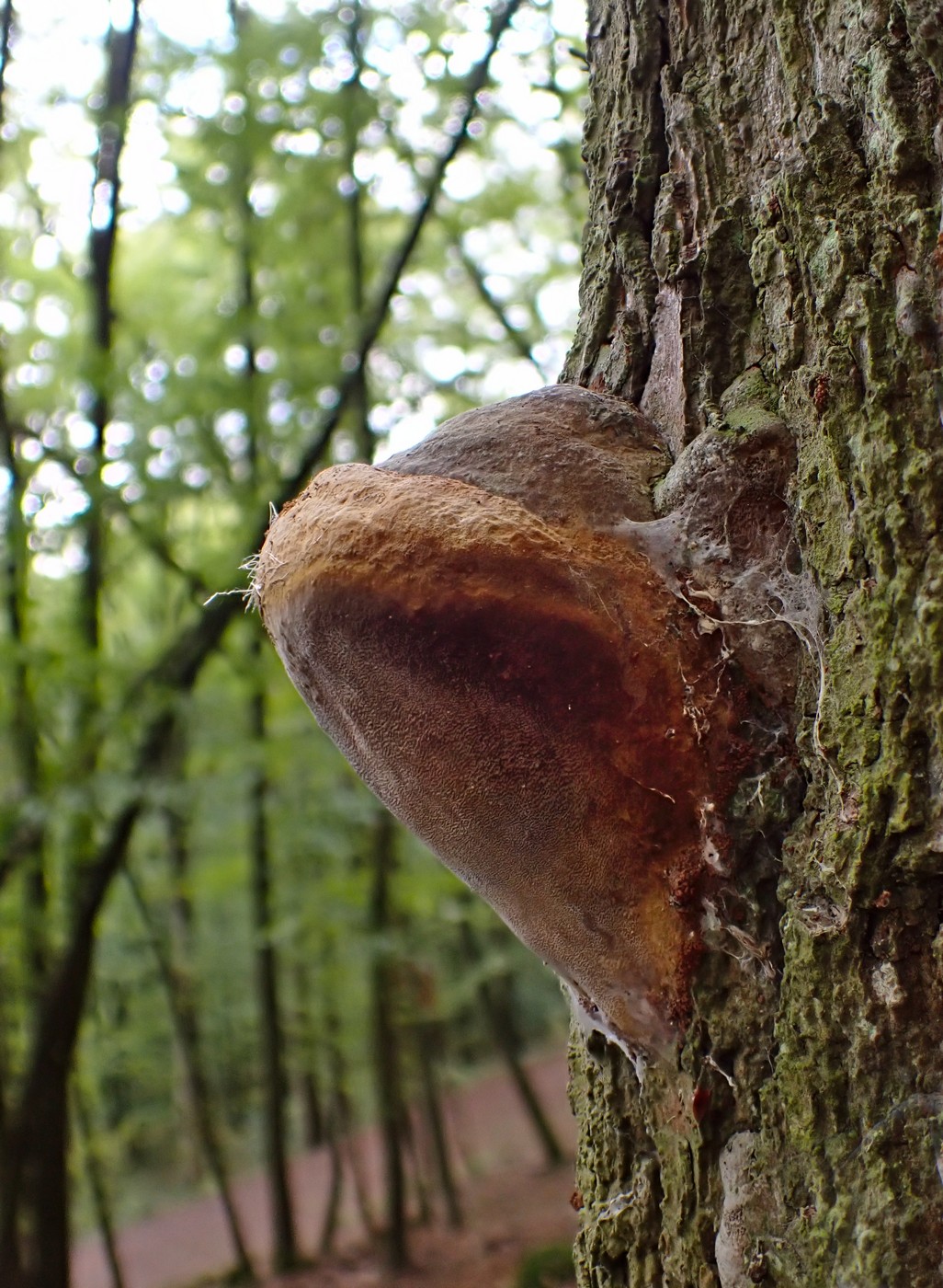 20251002 Myko Beroun (6)