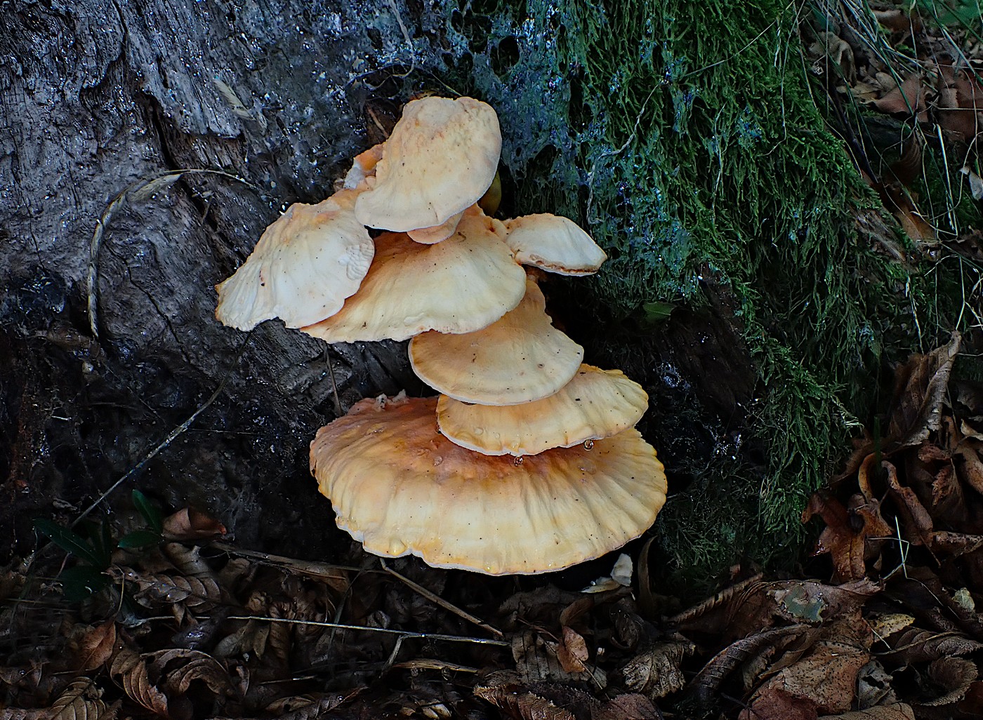 20251002 Myko Beroun (7)