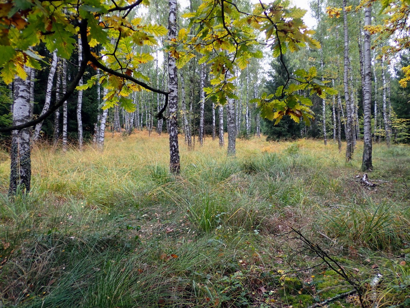 20251010 Myko Brdy (1)