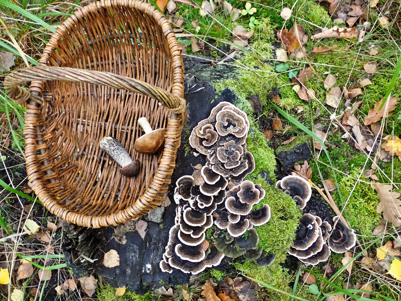 20251010 Myko Brdy (2)