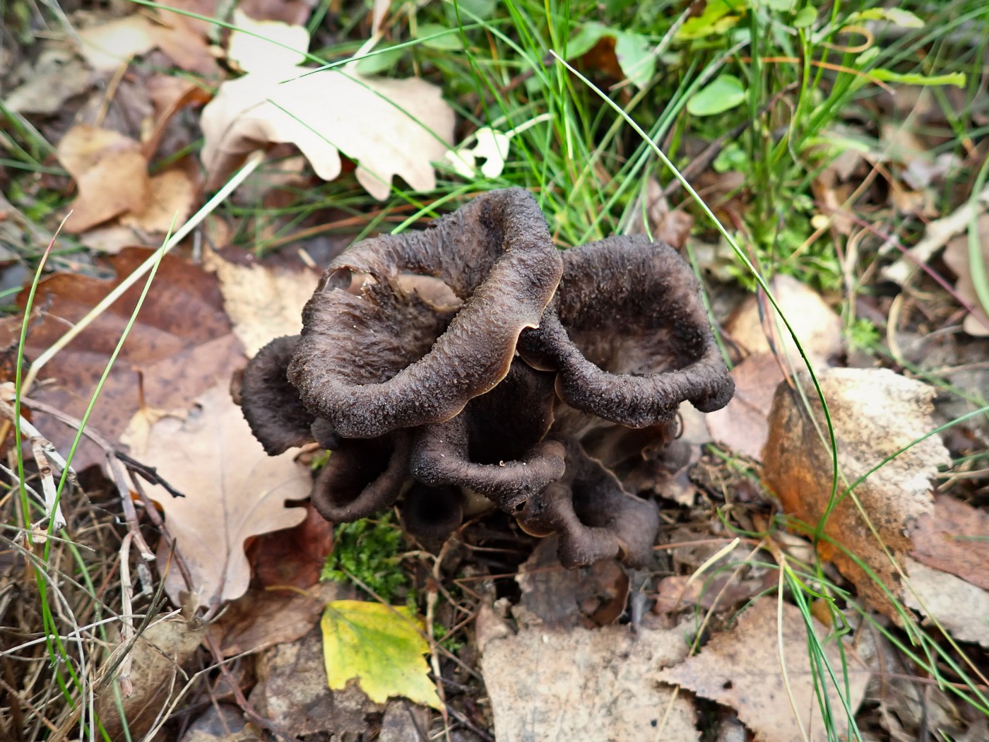 20251010 Myko Brdy (3)