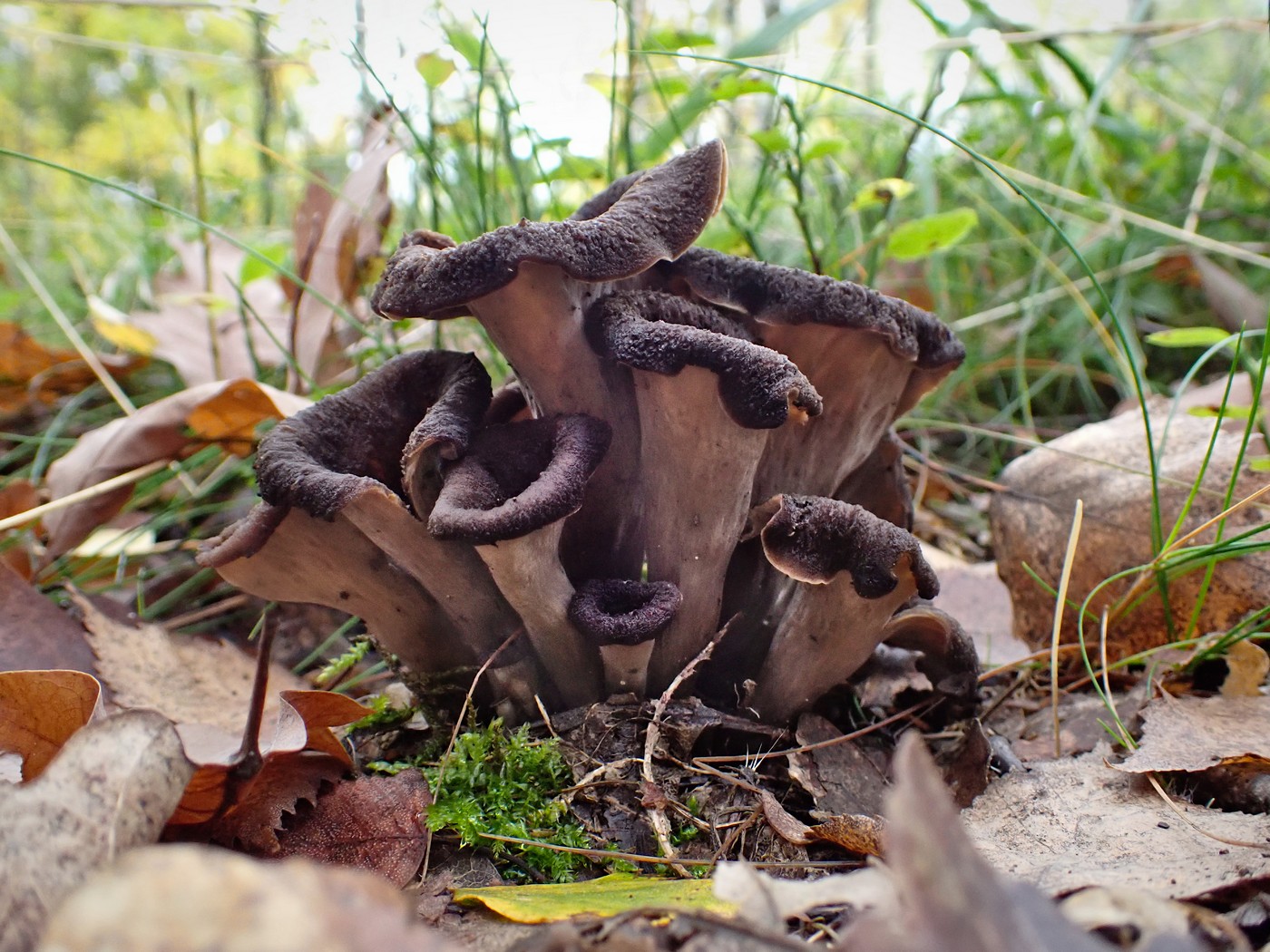 20251010 Myko Brdy (4)