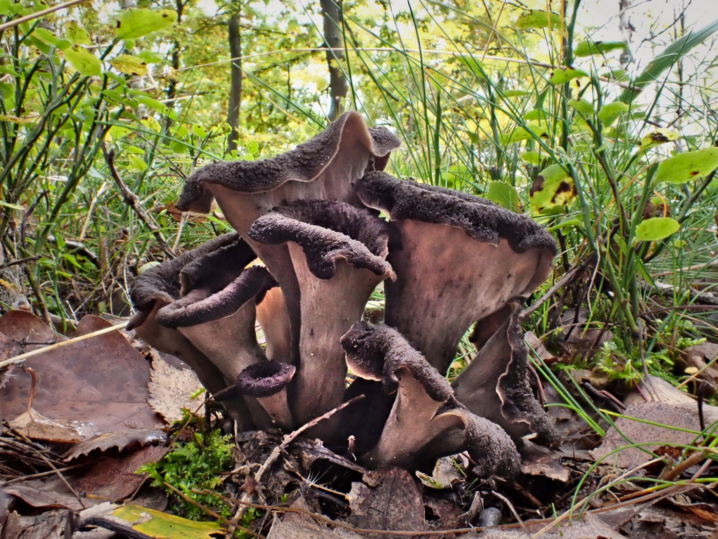 20251010 Myko Brdy (5)