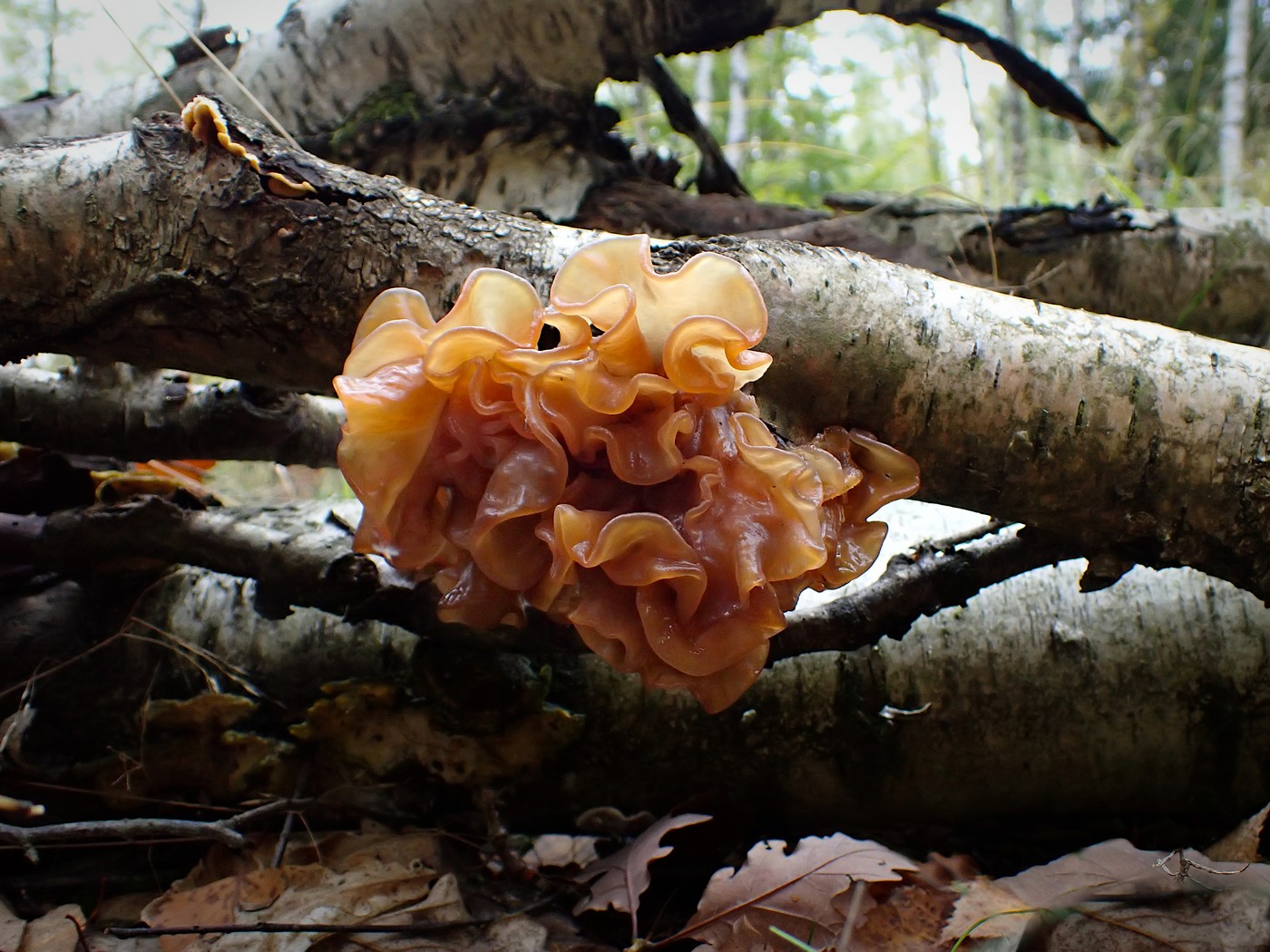 20251010 Myko Brdy (6)