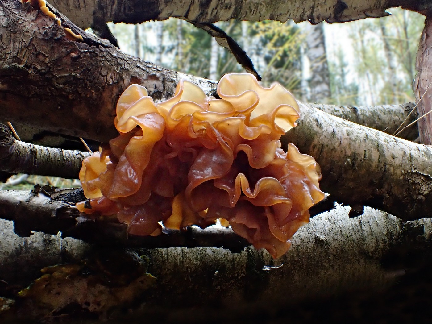 20251010 Myko Brdy (7)