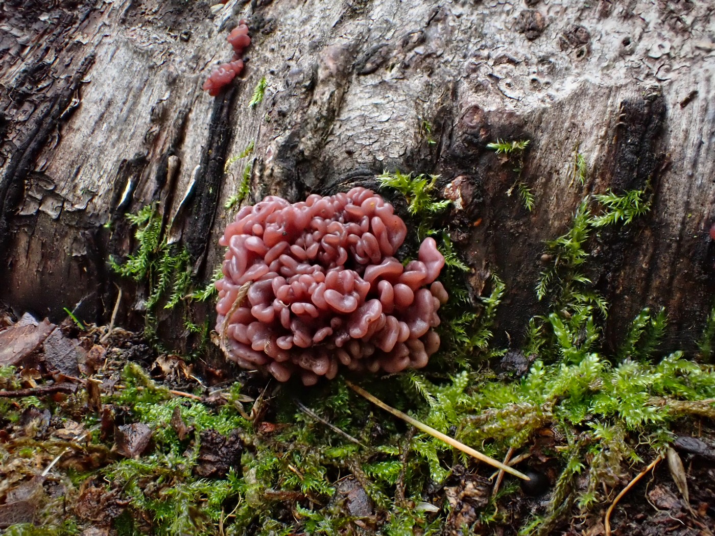 20251010 Myko Brdy (8)