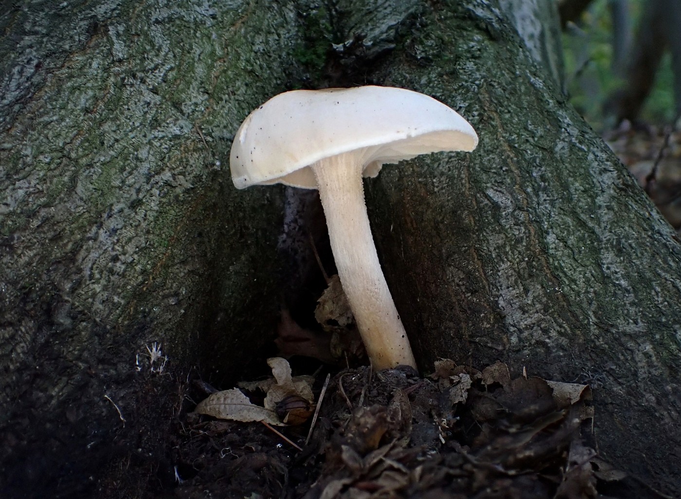 20251013 Myko Slavicak (1)