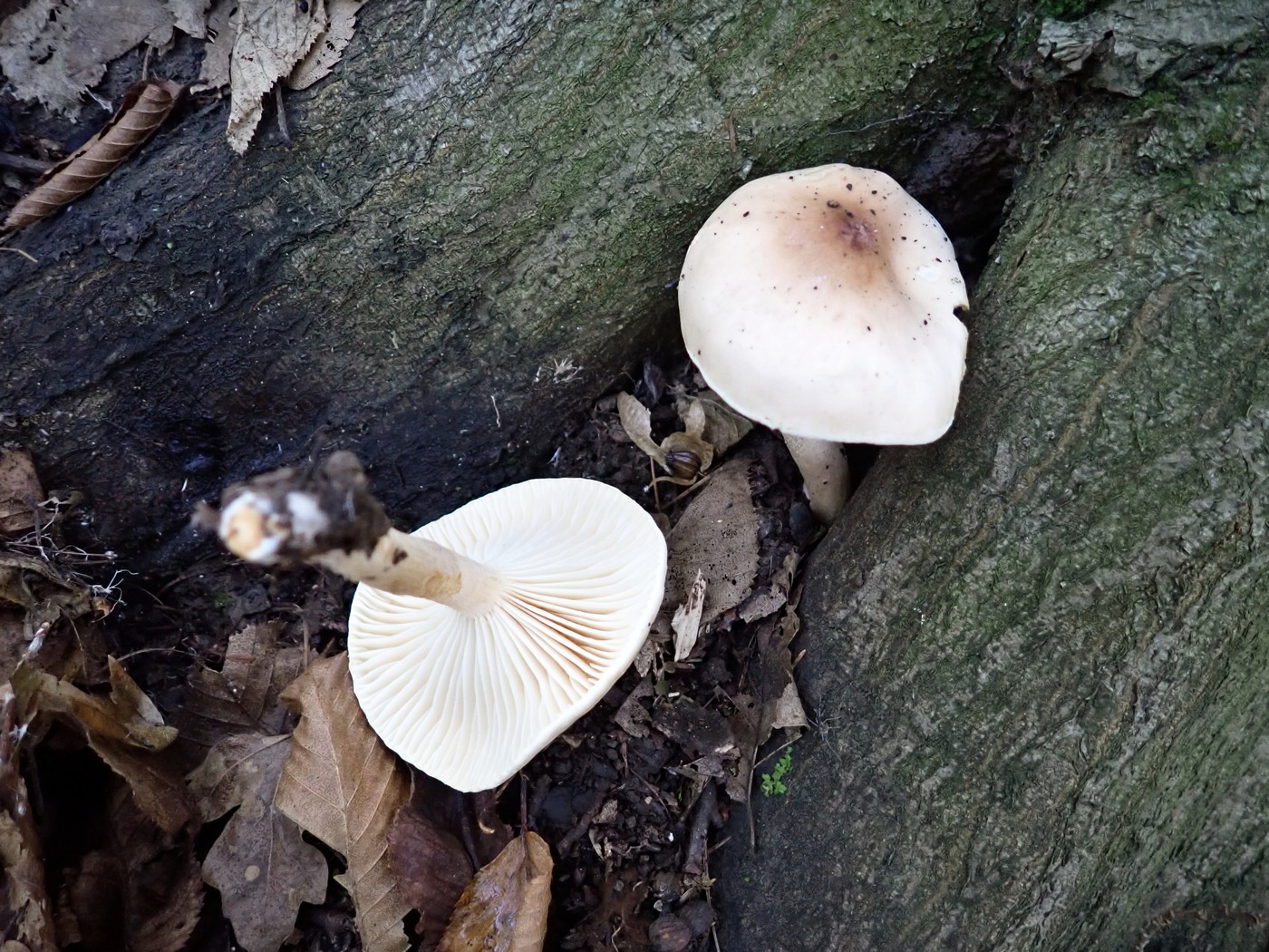 20251013 Myko Slavicak (2)