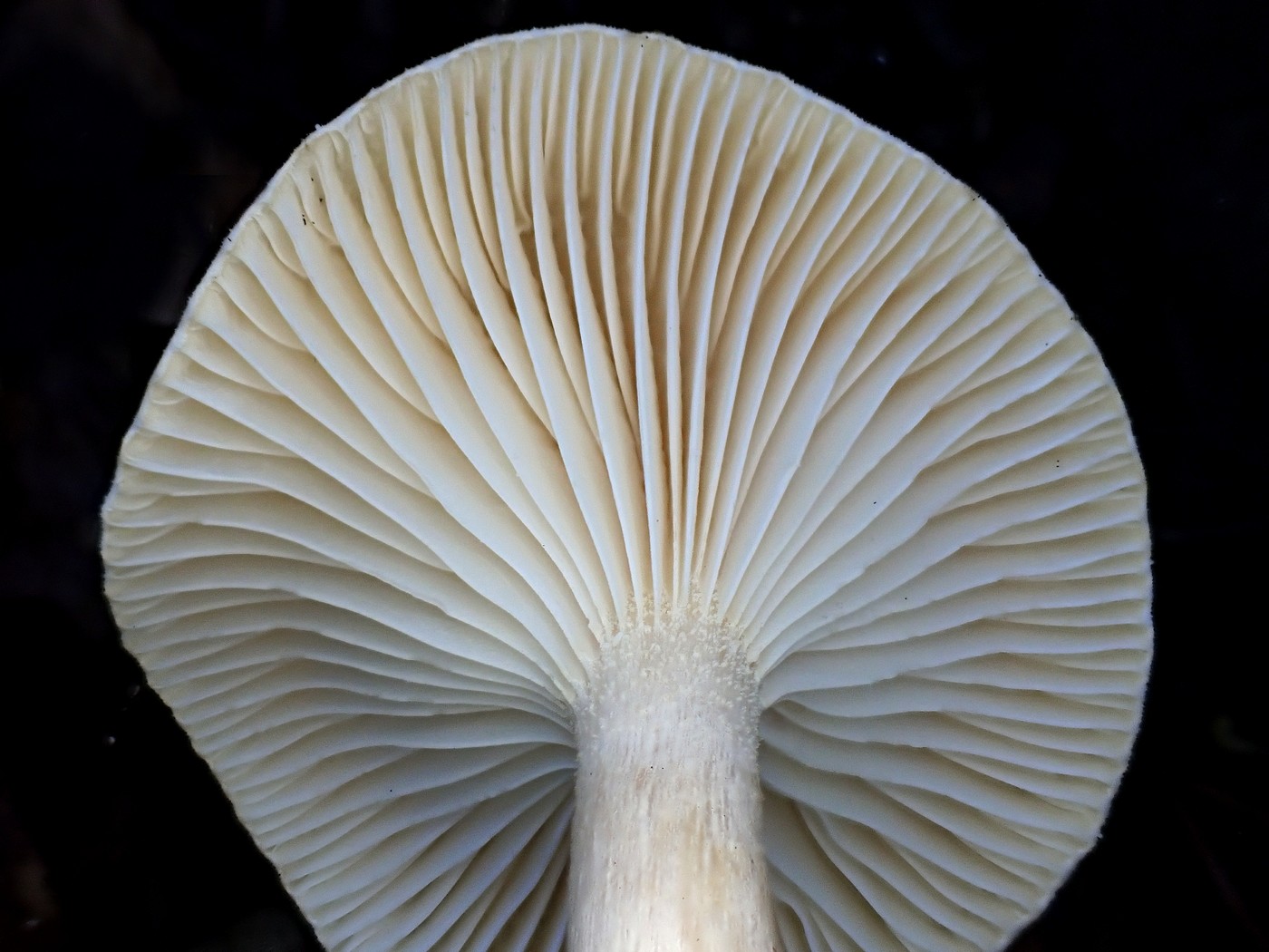 20251013 Myko Slavicak (3)