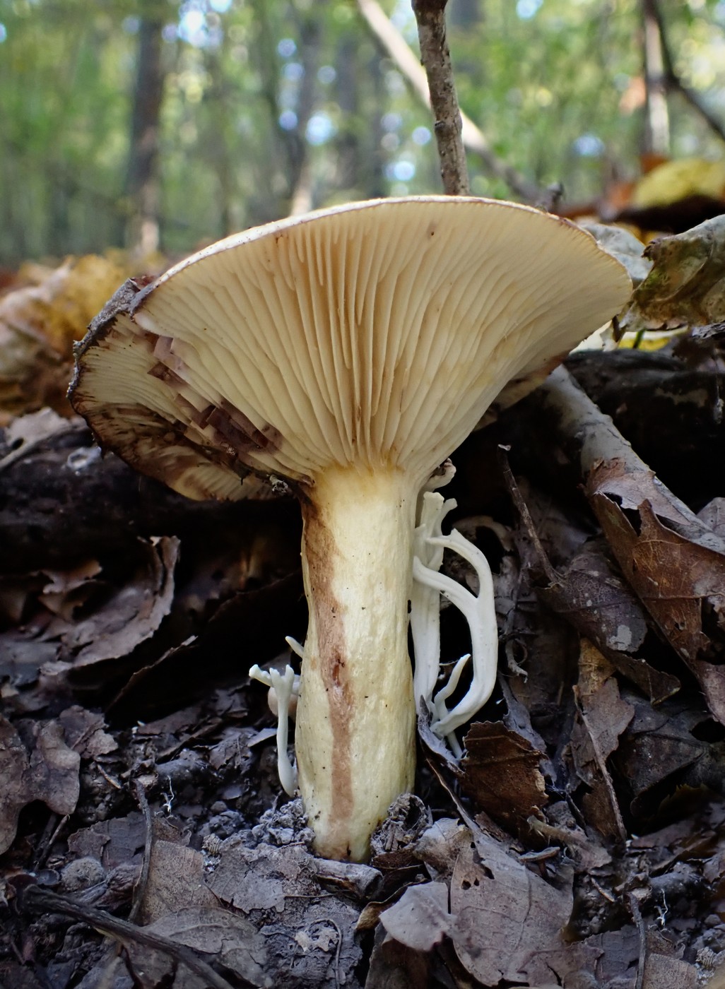 20251013 Myko Slavicak (4)