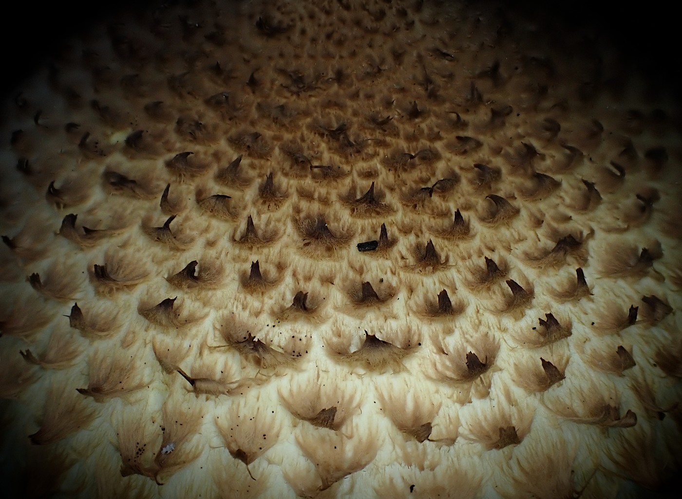 20251013 Myko Slavicak (6)