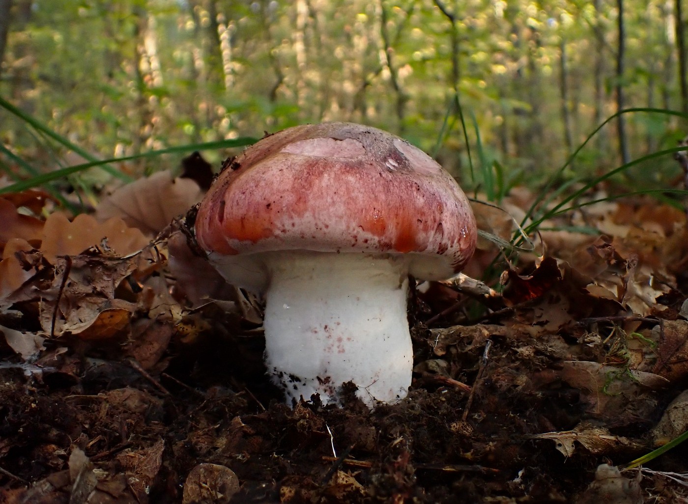 20251013 Myko Slavicak (7)