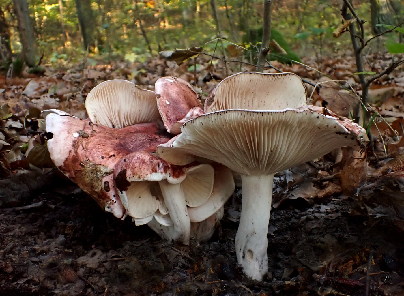 20251013 Myko Slavicak (8)