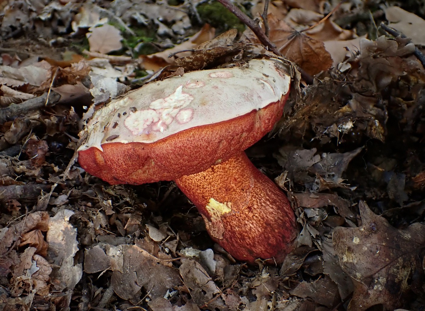 20251013 Myko Slavicak (9)