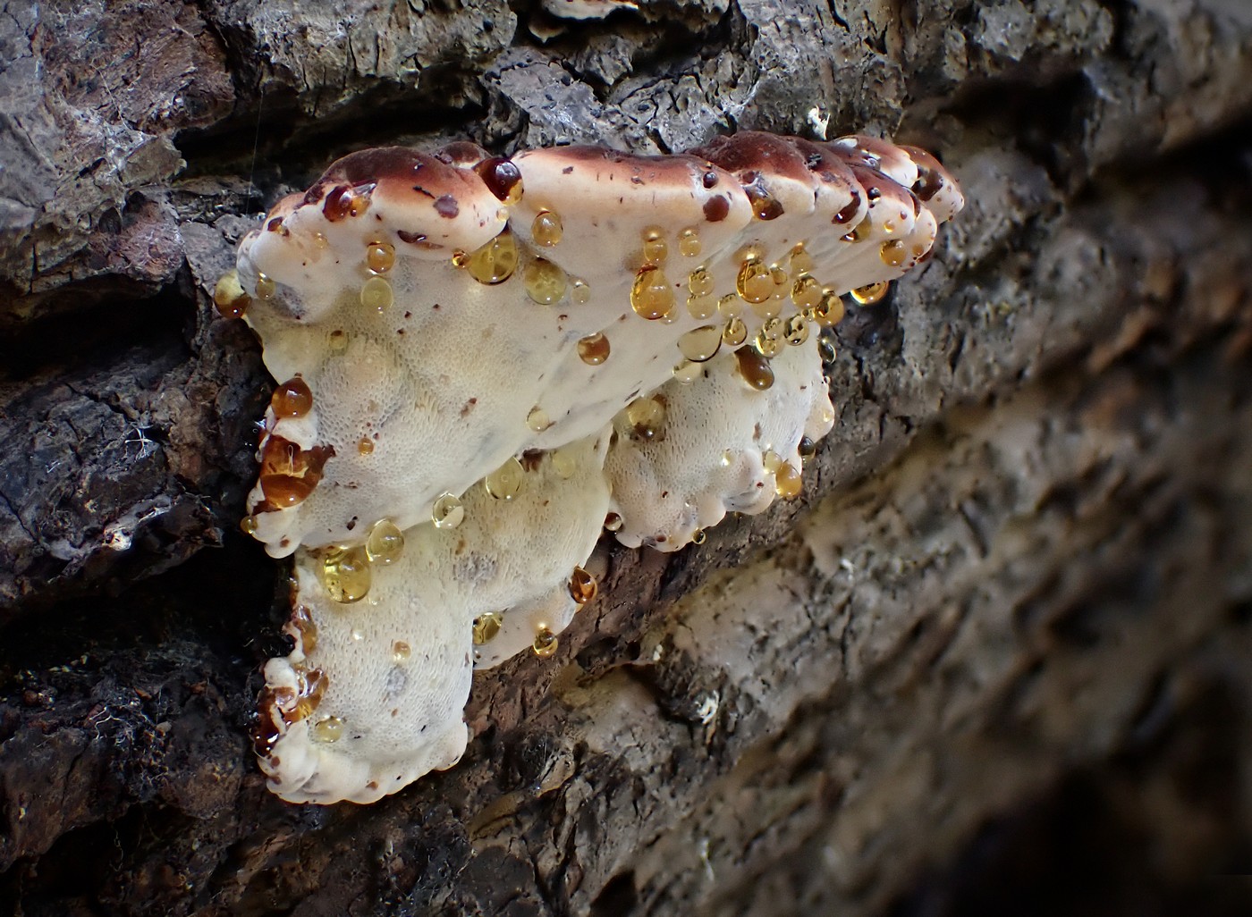 20251018 Myko Krivoklat (11))