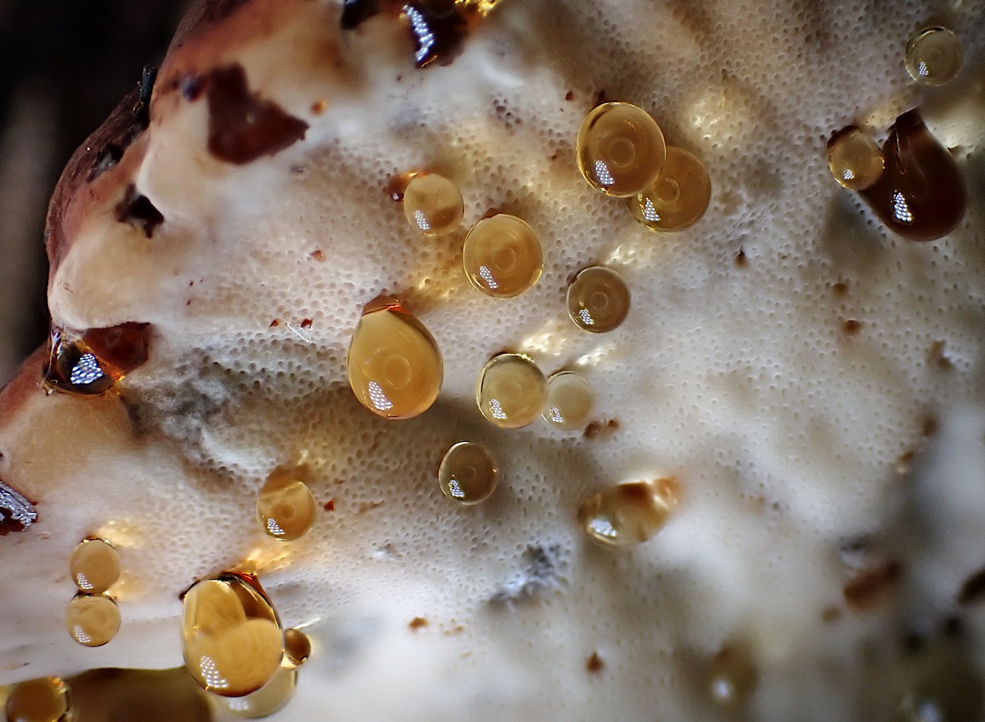 20251018 Myko Krivoklat (12))