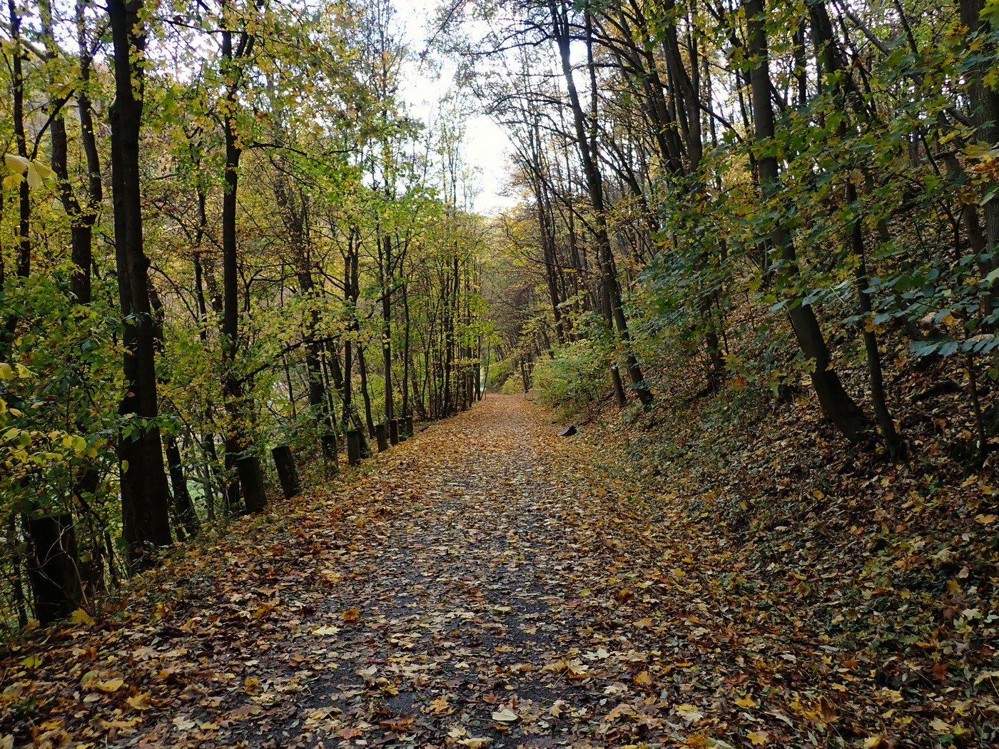 20251018 Myko Krivoklat (14))