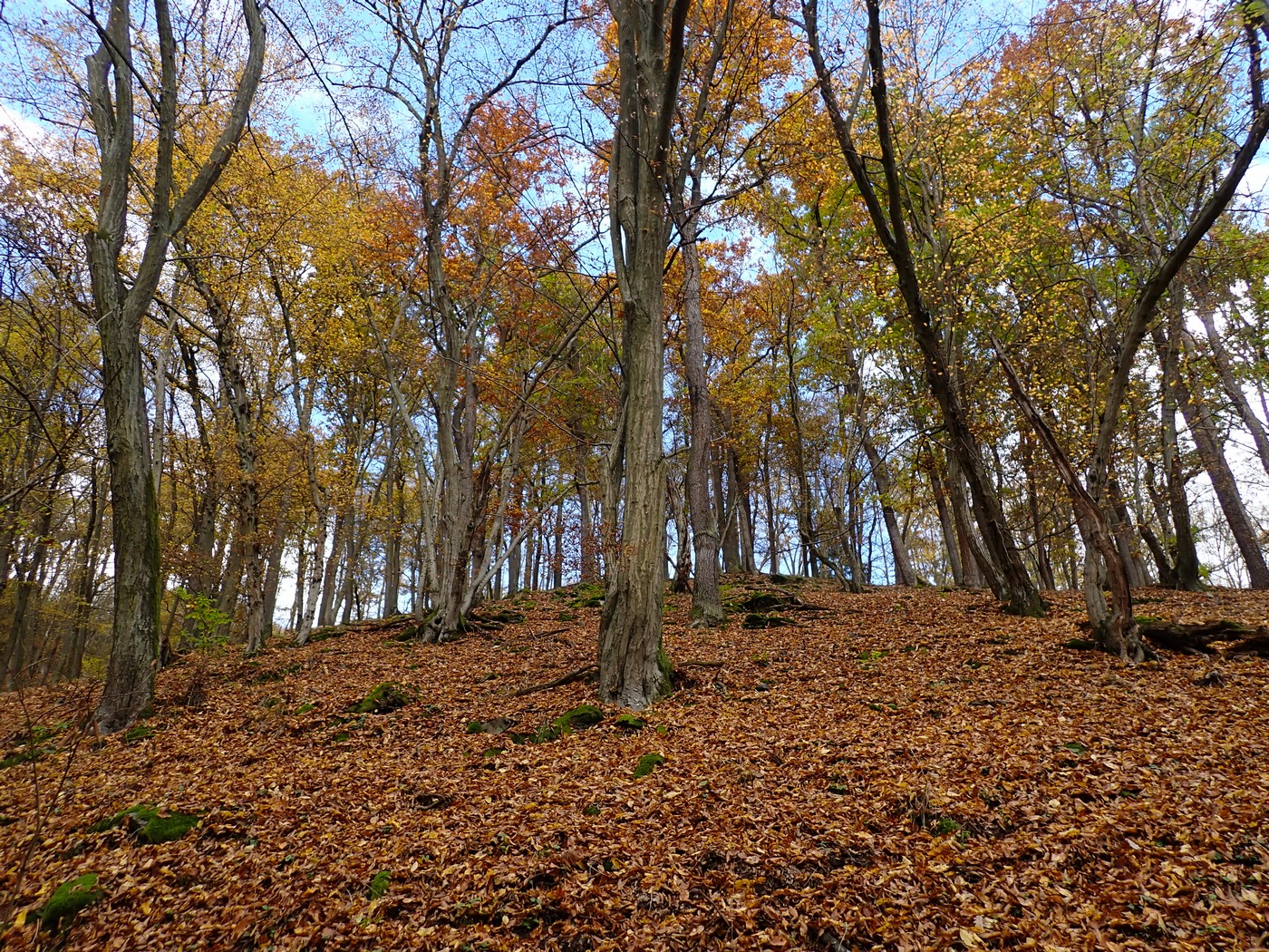 20251018 Myko Krivoklat (15))