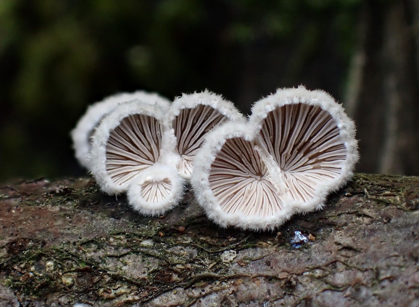 20251018 Myko Krivoklat (16))