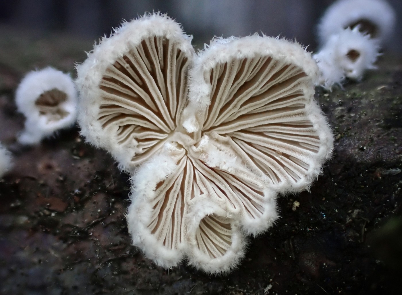 20251018 Myko Krivoklat (17))