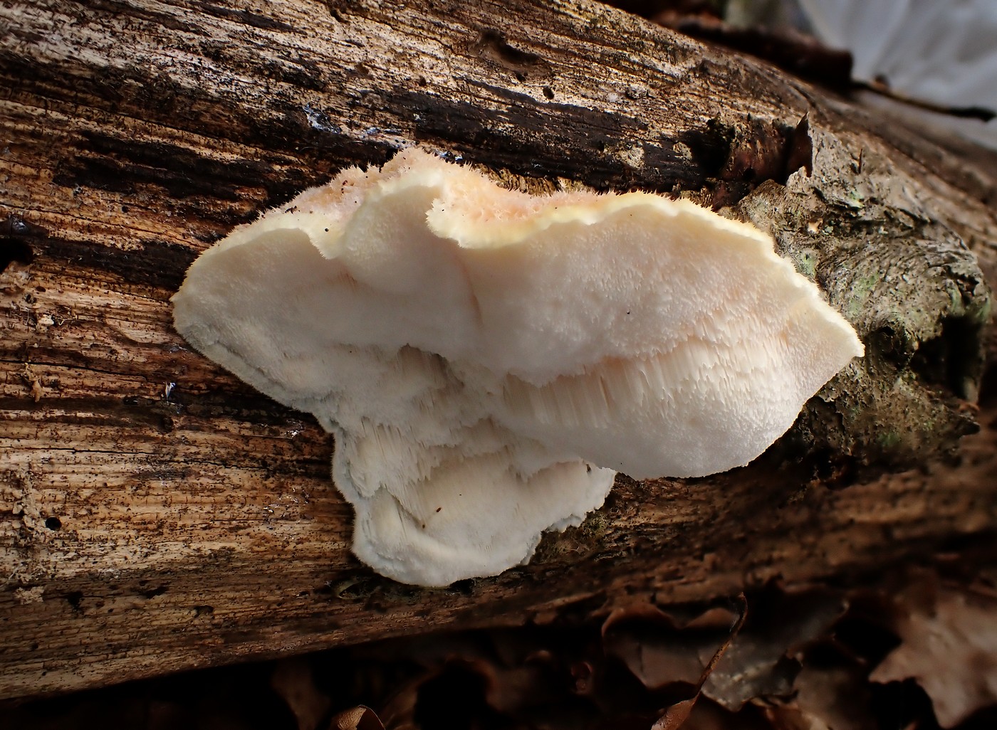 20251018 Myko Krivoklat (19))