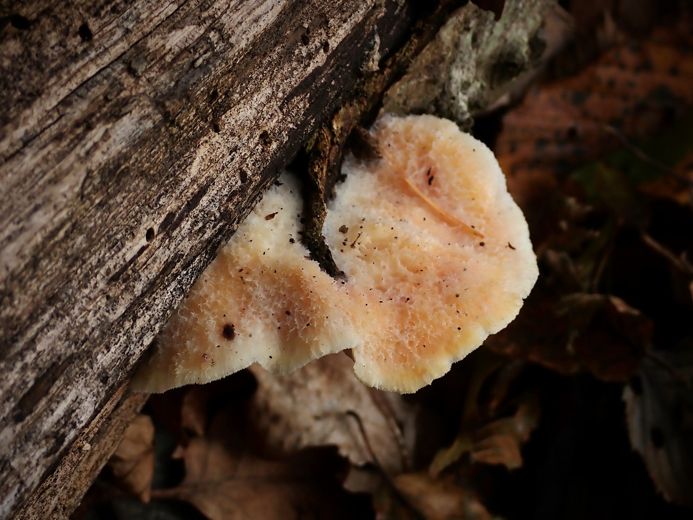 20251018 Myko Krivoklat (20))