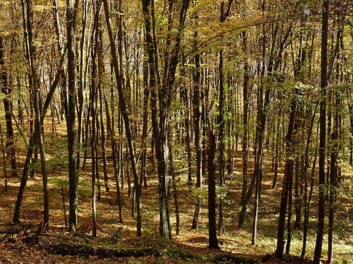 20251018 Myko Krivoklat (21))