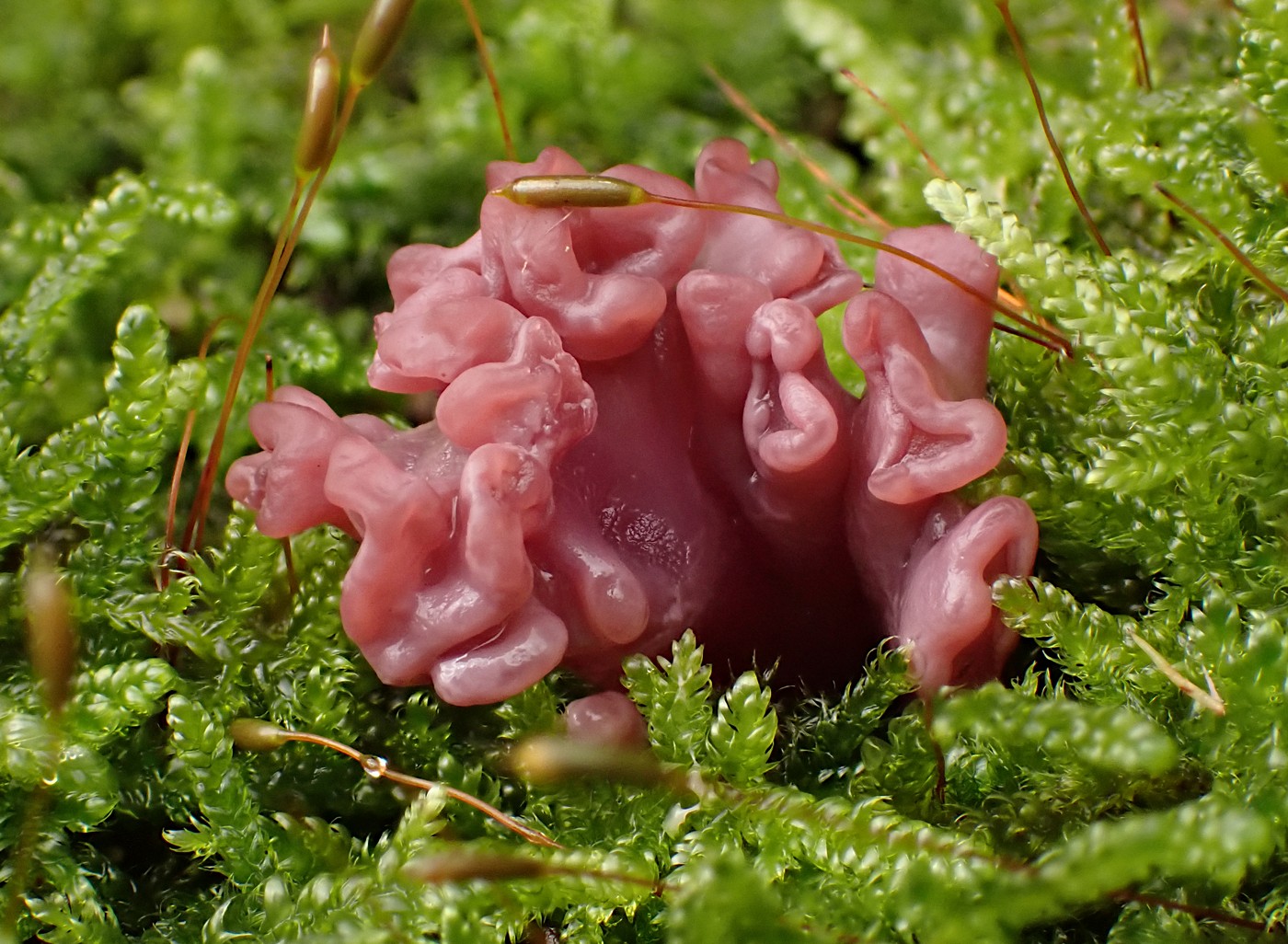 20251018 Myko Krivoklat (22))