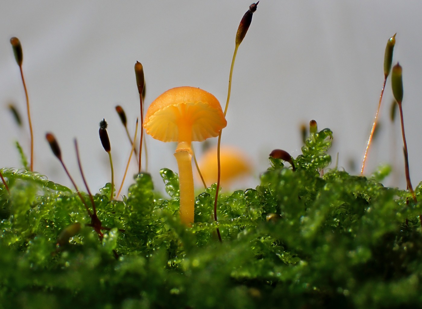 20251018 Myko Krivoklat (23))