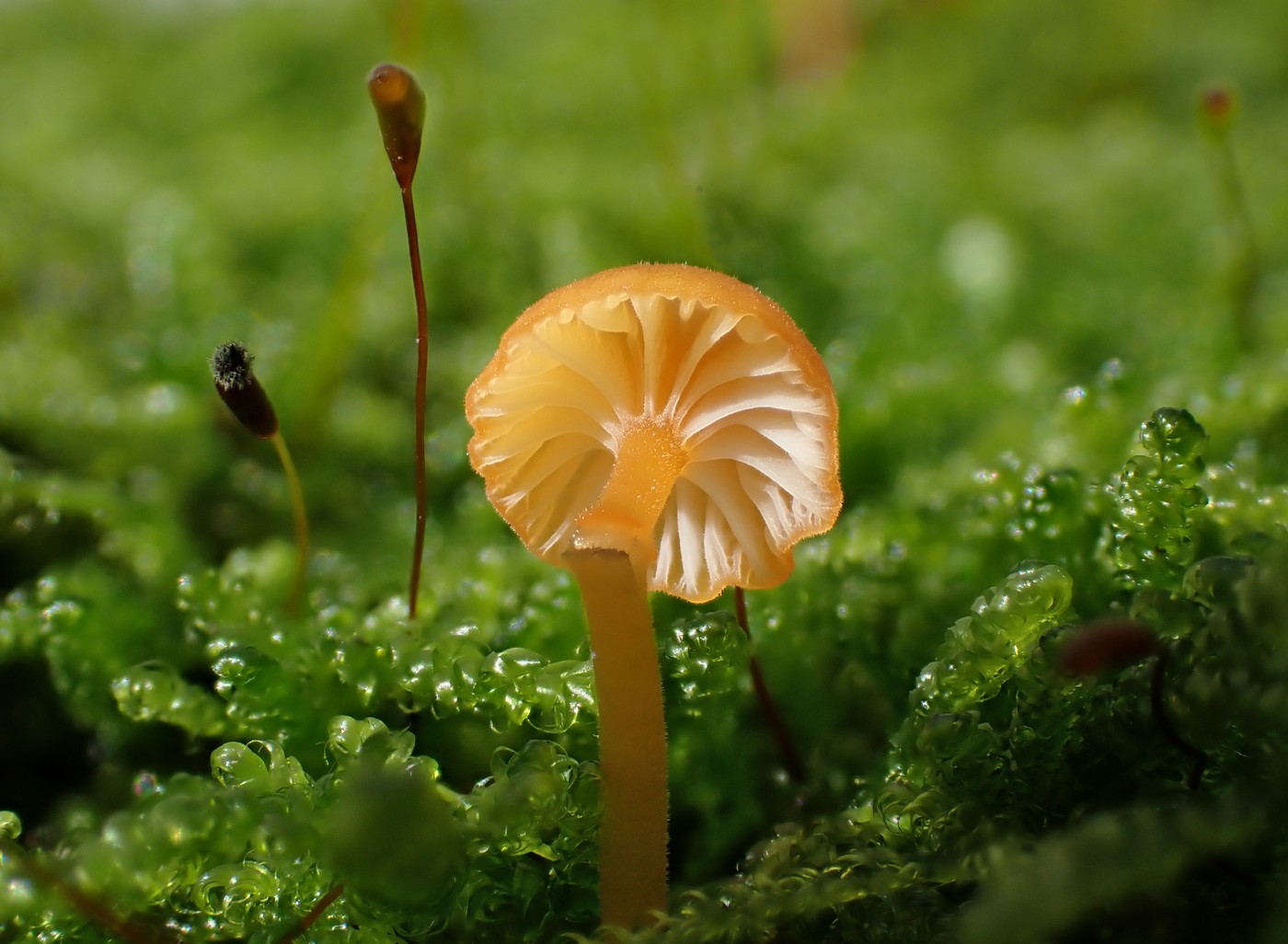 20251018 Myko Krivoklat (24))