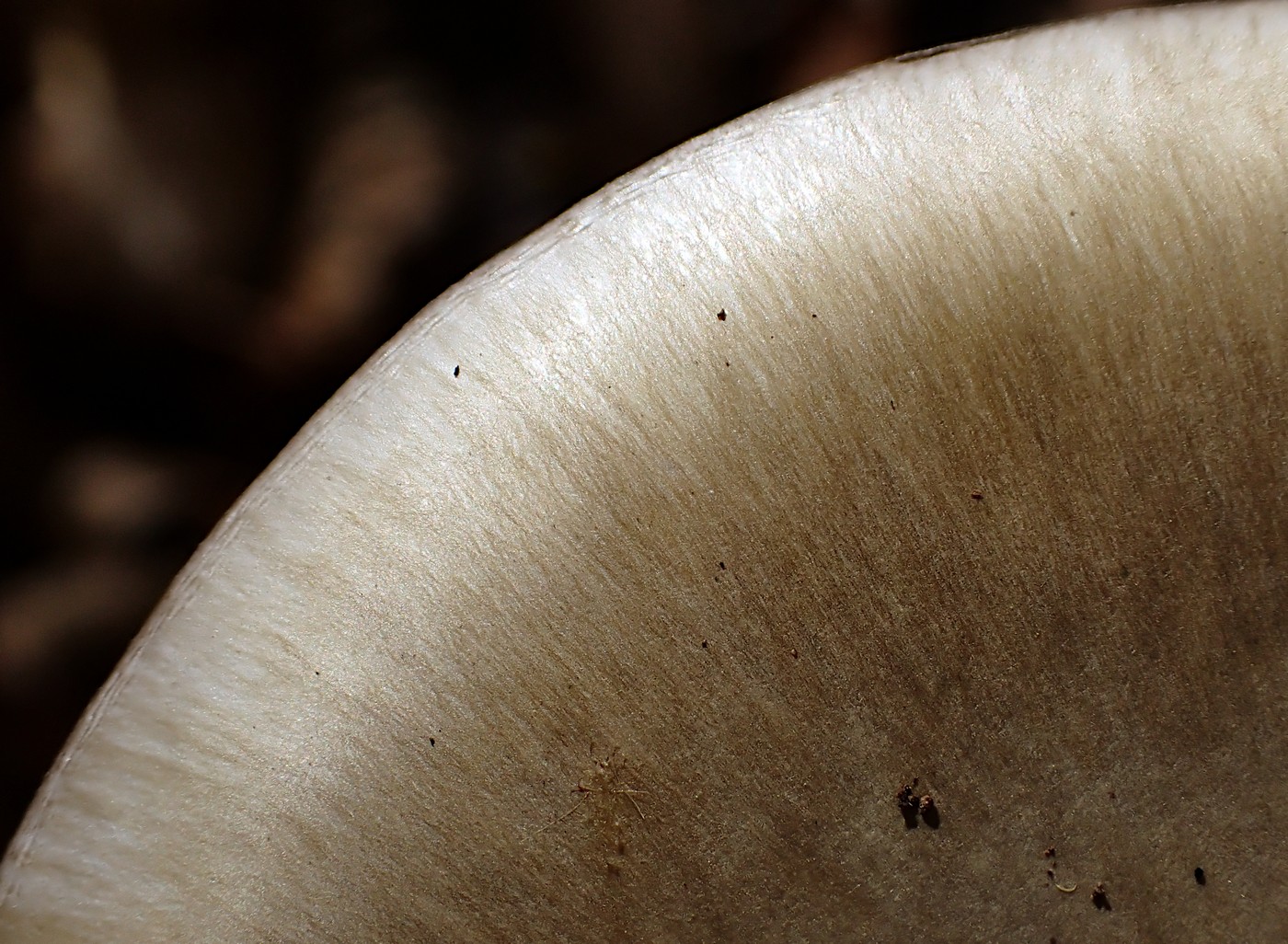 20251018 Myko Krivoklat (25))