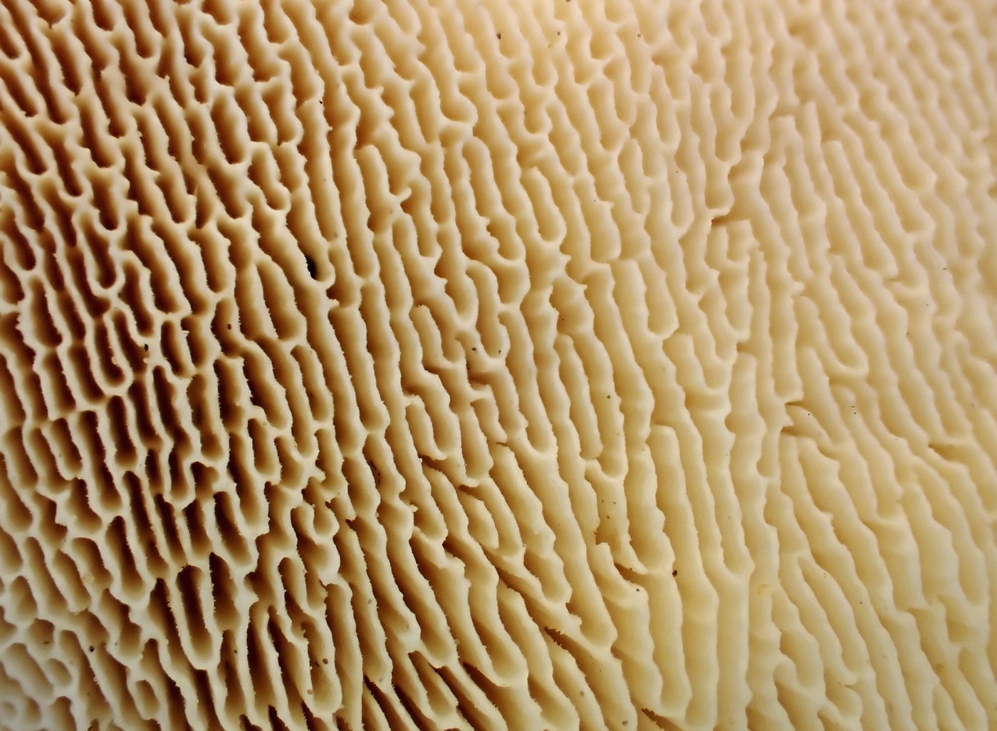 20251018 Myko Krivoklat (26))