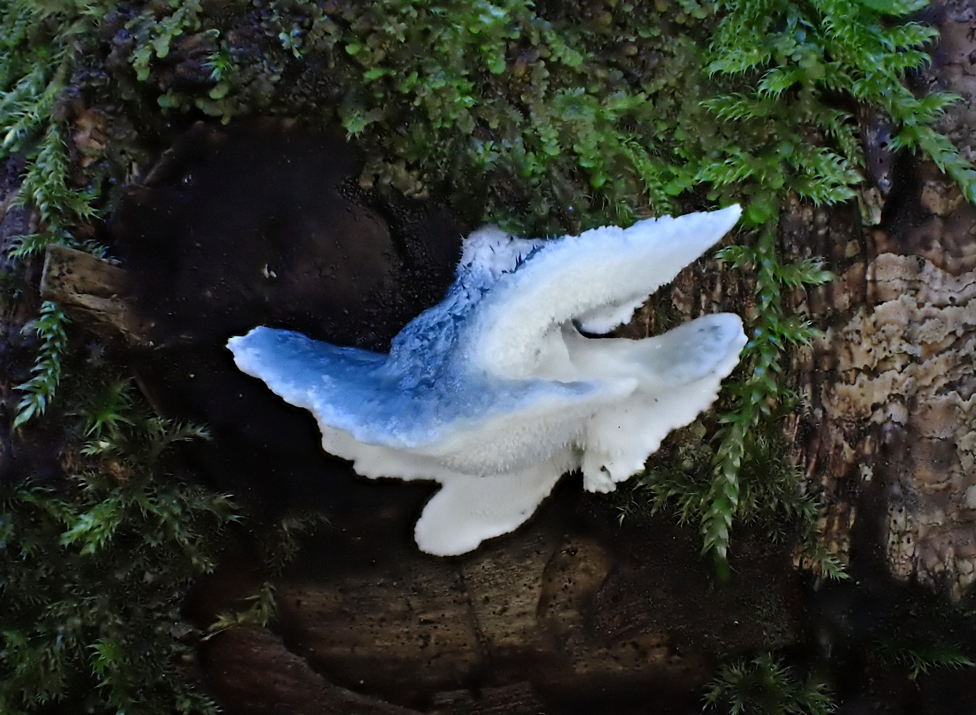 20251018 Myko Krivoklat (28))