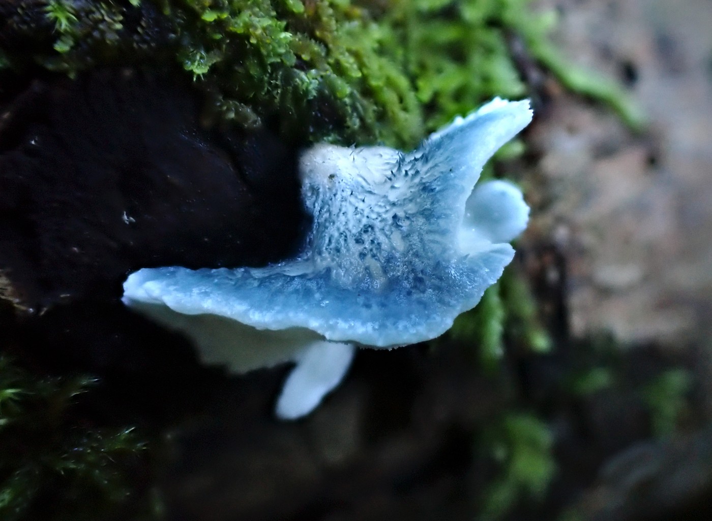 20251018 Myko Krivoklat (29))